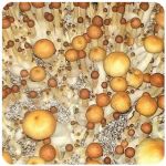 Псилоцибиновые (галлюциногенные)  грибы Psilocybin "Golden Teacher" в Салехарде