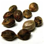 Семена марихуаны АК-47  (Seeds AK-47) в Салехарде